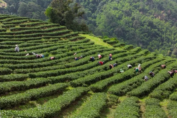 Ooty Tour Package